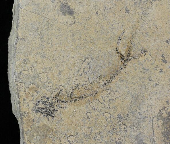 Permian Branchiosaur (Amphibian) Fossil - Germany #31703
